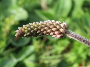 Grote weegbree