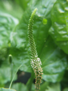 Grote weegbree