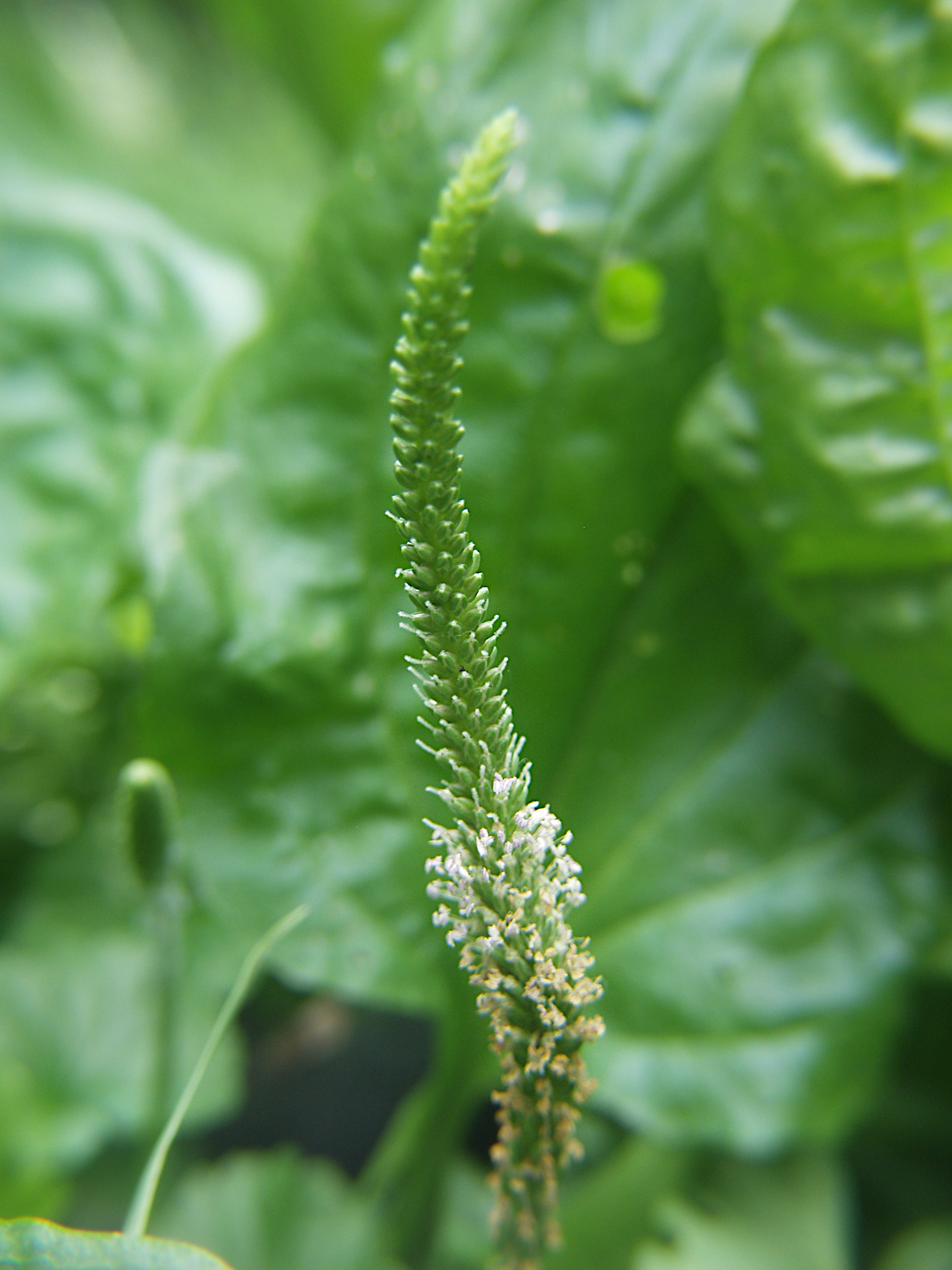 Grote weegbree