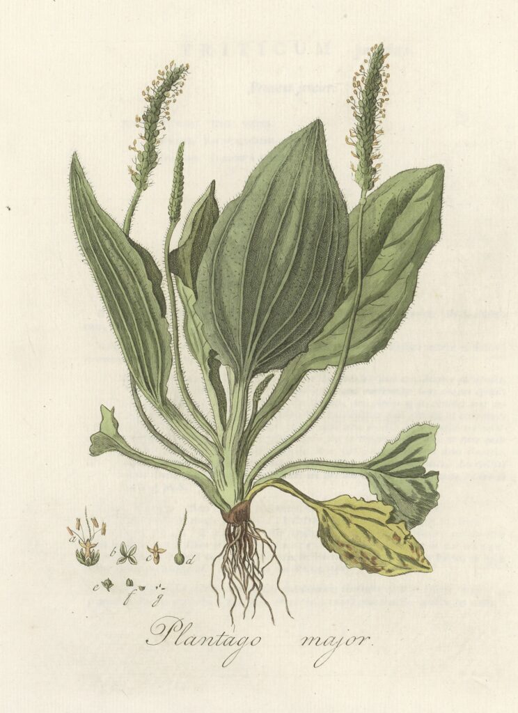 botanische illustratie van grote weegbree
