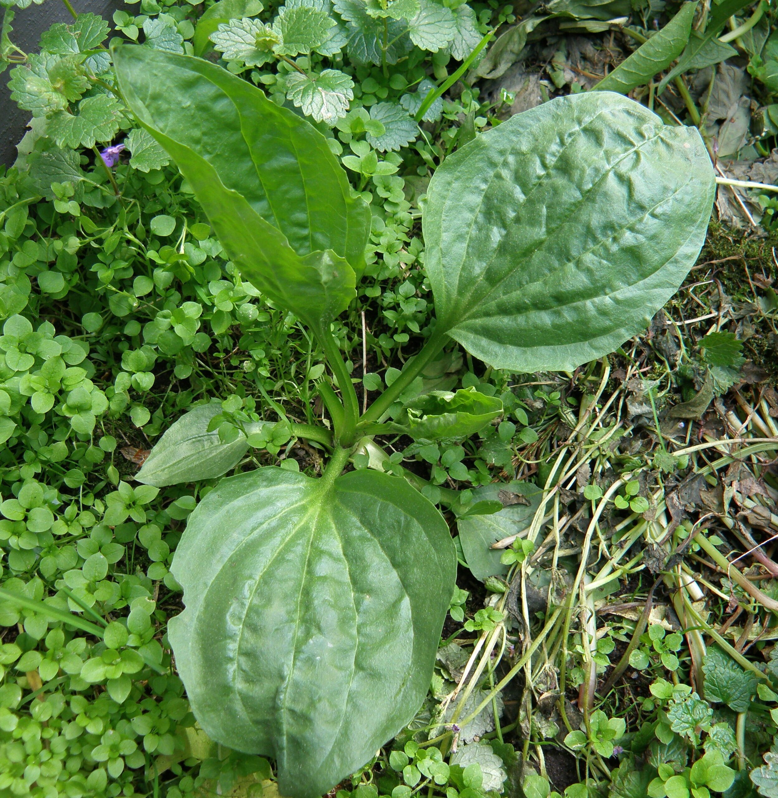 Grote weegbree